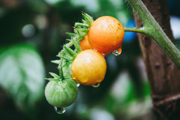 This Is The Cause Of Your Rotten Tomatoes And How To Prevent it