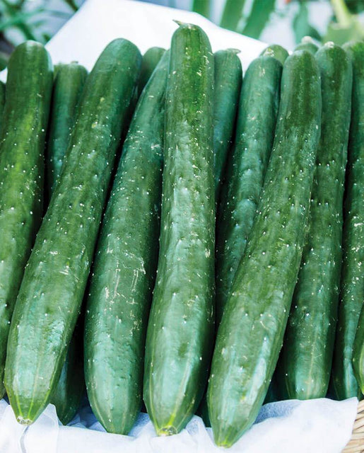 Tasty Emperor Cucumber Seeds
