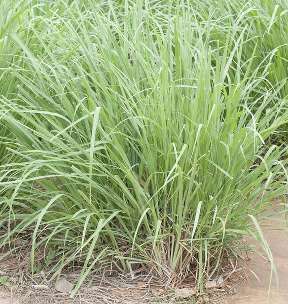 Lemongrass plants for deals sale