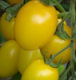 Golden Rave Tomato Seeds TM777 1