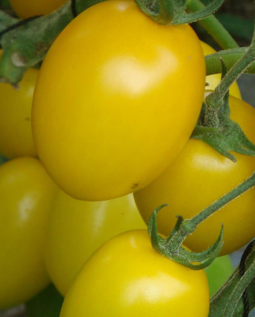 Golden Rave Tomato Seeds TM777 1