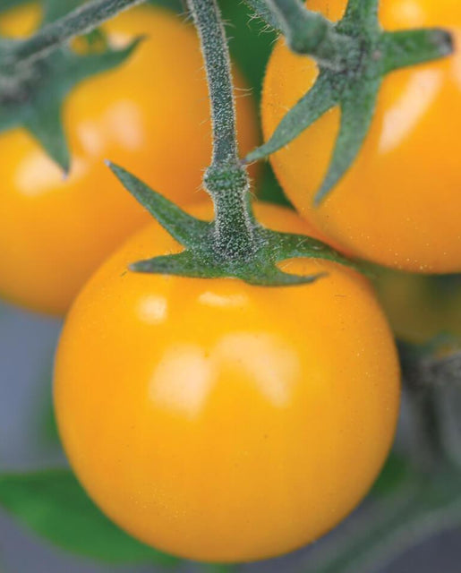 Gold Nugget Tomato Seeds 1