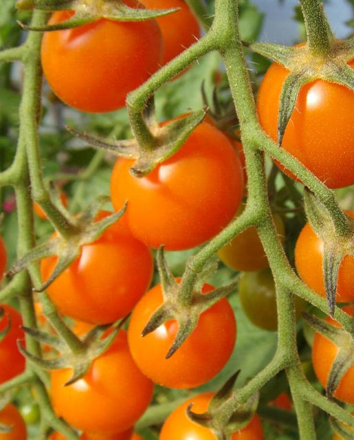 Sungold Cherry Tomato Seeds TM786 1